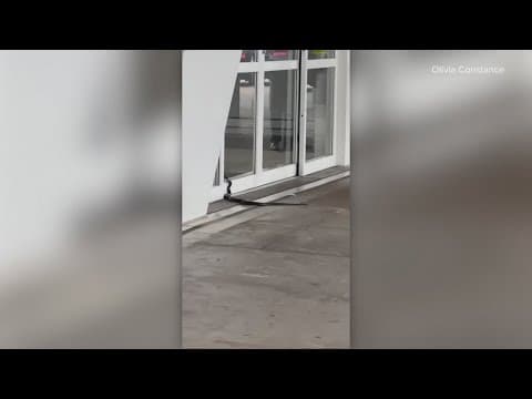Traveler captures video of snake at DFW airport