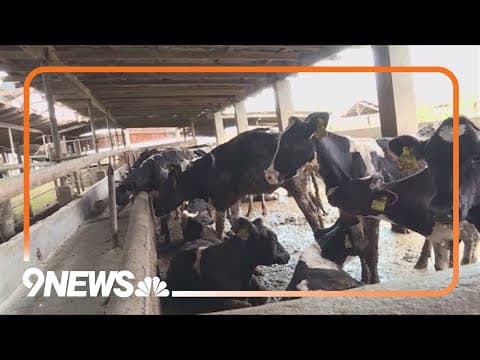 Dairy farm worker has Colorado's first human case of avian flu since 2022