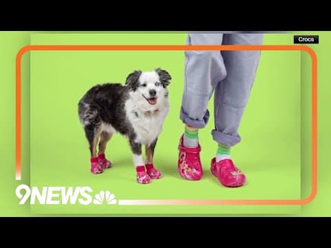 Crocs to sell shoes for dogs