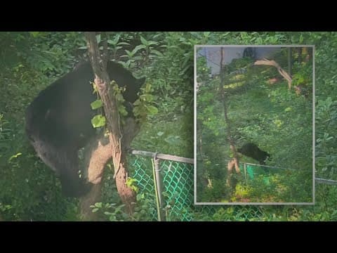 More than 2 dozen bear sightings within days across DMV