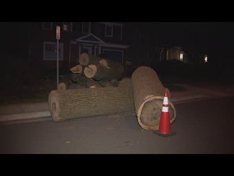 75-foot tree falls on falls on Montgomery County house in strong winds
