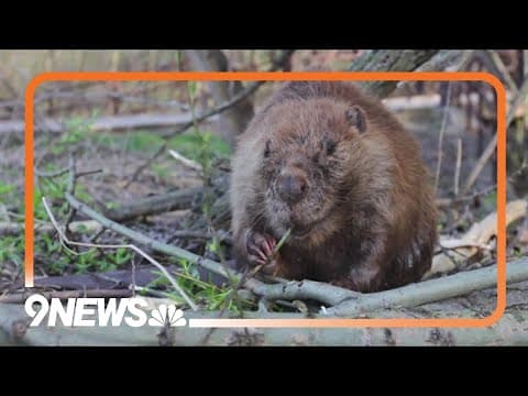 Beavers protecting land around Cameron Peak Fire burn scar