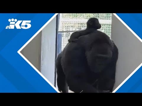 Here's how zoo staff successfully introduced baby gorilla Abeo to his foster mother in Kentucky