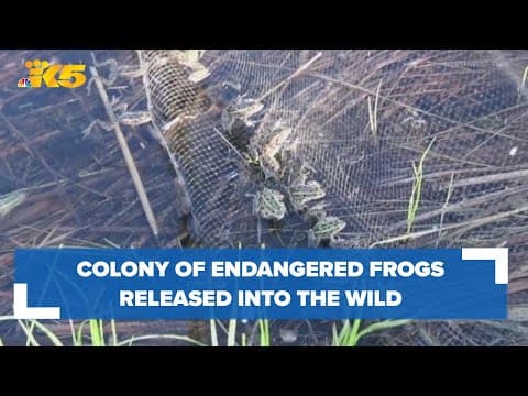 Endangered frogs hop back into the wild