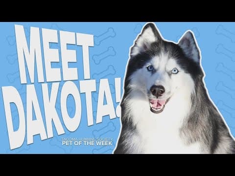 Pet Rescue of the Week: Dakota