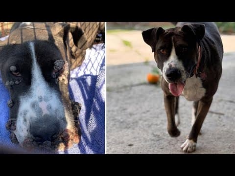 A Houston stray's remarkable journey on the way to her forever home