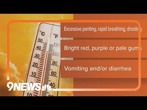 Police discuss dangers of leaving pets in hots cars