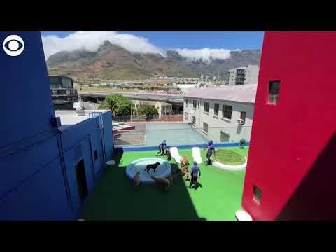 Hotel offers luxury experience for dogs