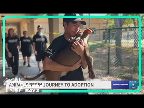 Tampa Bay area high school students help relocate 20 homeless animals to Long Island
