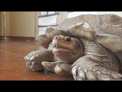 Tortoise found wandering in Texas City