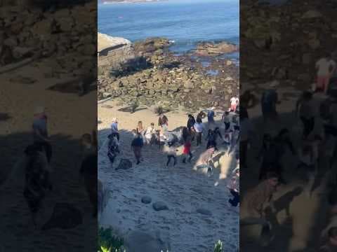 Sea lions caught on camera chasing people gathered too close in La Jolla Cove in San Diego #animals