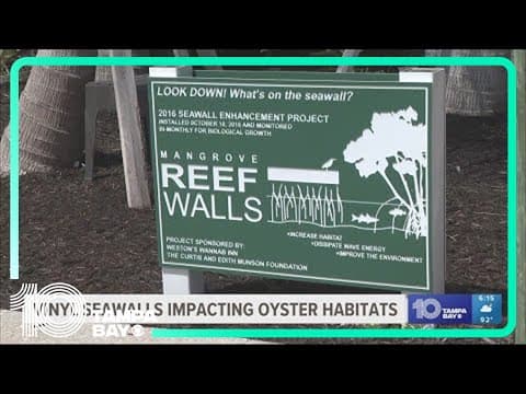 Oyster reefs endangered by increasing use of non-concrete vinyl seawalls, researchers say