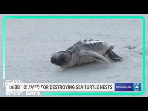Damage from Hurricane Debby blamed for destroying sea turtle nests