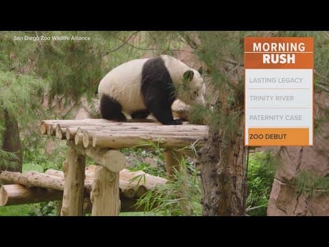 San Diego Zoo releases new video of its Pandas!
