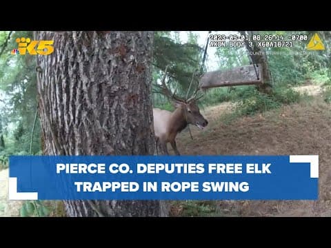 Pierce Co. deputies rescue trapped elk