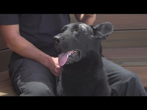 San Diego Police dog recovering after vicious attack