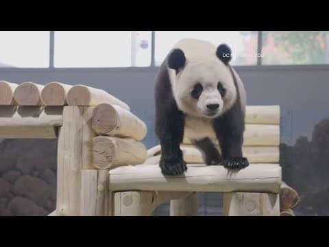 Here's when you can see the giant pandas at the National Zoo