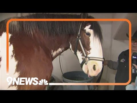 Meet the Clydesdale horses at the National Western Stock Show