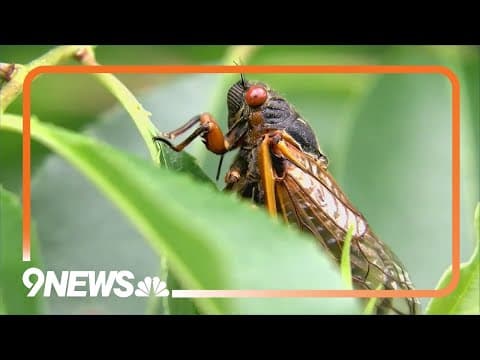 Cicada invasion expected next month