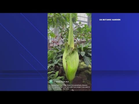 Corpse flower blooms at the US Botanic Garden