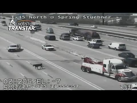 Watch live: Bulls loose along I-45 in Houston area