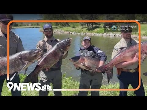 Holy carp! Massive fish removed from Colorado pond