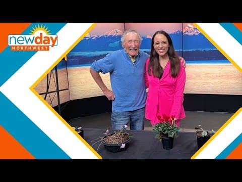 Ciscoe Morris says you can’t have too many Hardy Cyclamens in your yard - New Day NW