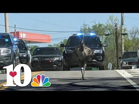 VIDEO ONLY: Harriman police chase escaped emu