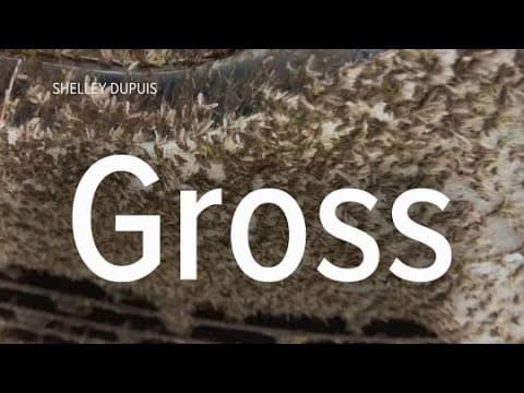 Millions of midges causing problems for Causeway motorists