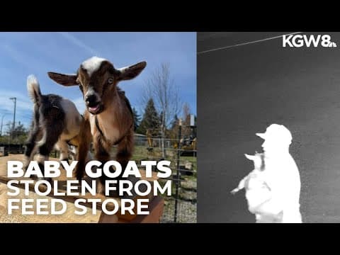 Baby goats and rabbit stolen from Orchards feed store