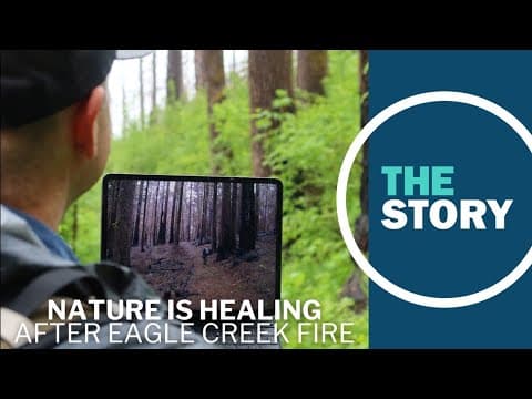 Nature rebounds in the Columbia River Gorge, 6 years after Eagle Creek Fire