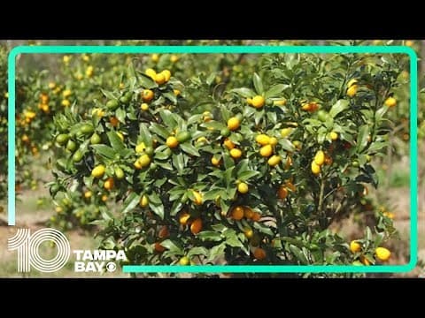 Florida citrus growers brace for potential freeze