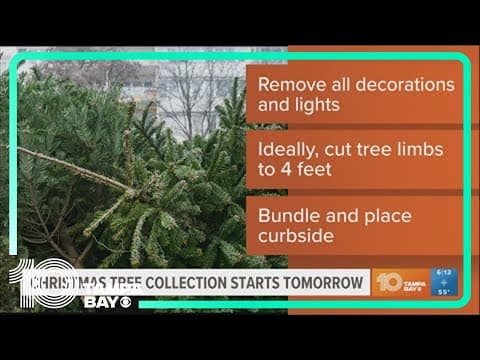 Christmas tree collection starts tomorrow in Tampa