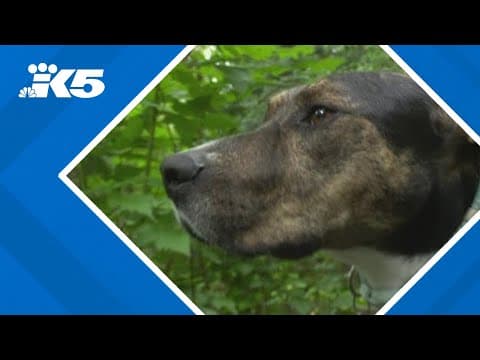 Bellingham man and his dog credited with rescuing missing senior on trail