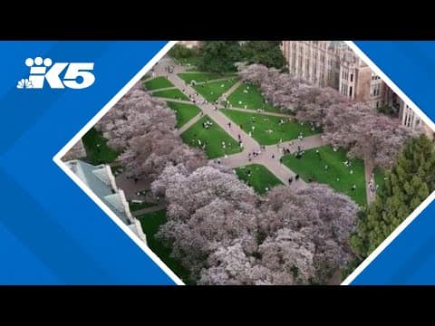 Cherry blossom trees near peak bloom at UW | Drone video