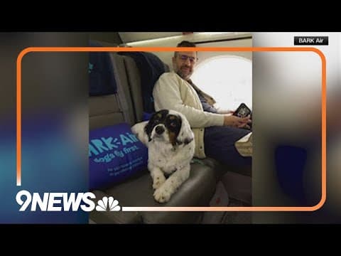 New airline caters to dogs of all sizes