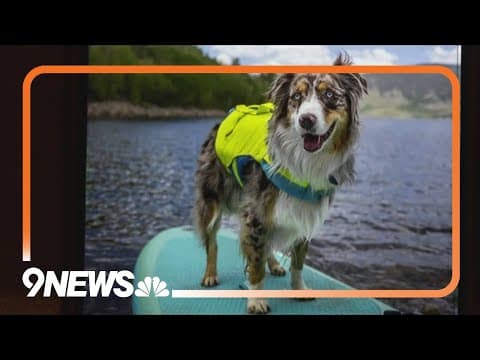 Instagram-famous dog escapes from boarding facility and reappears a day later