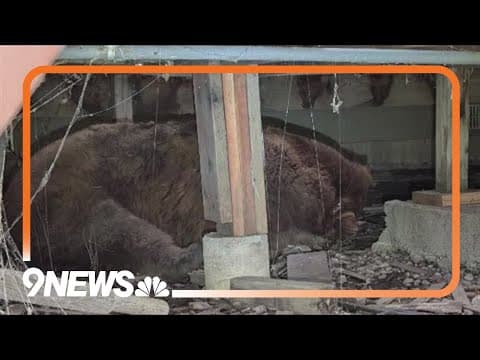 400-pound bear found under Colorado family's deck