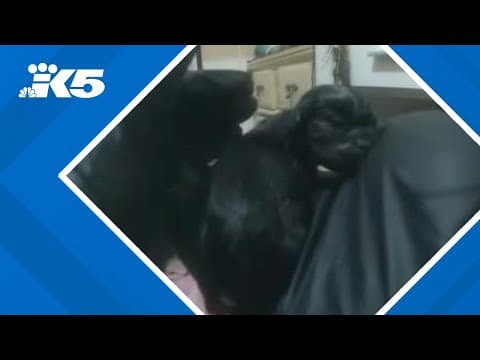 Snohomish County deputy helps deliver pug puppies