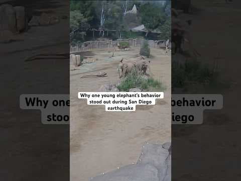 Young elephant at San Diego Zoo Safari Park stood out during earthquake. #news #animals #elephant
