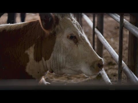 Why are beef prices so high?