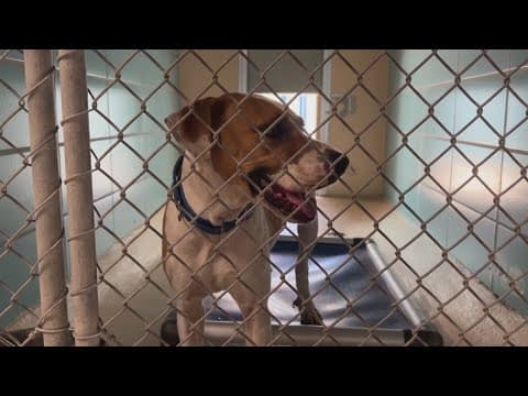 Hillsborough pet shelter is asking for help getting dogs into air conditioning amid severe heat
