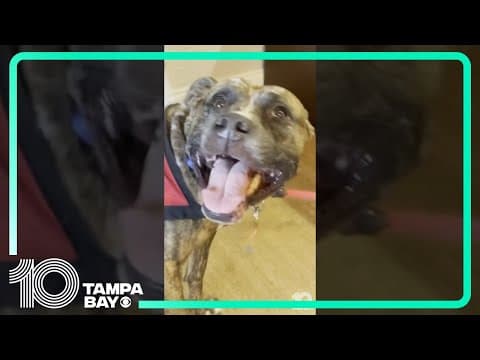 Therapy dog who survived horrific abuse teaches other victims how to be survivors, too