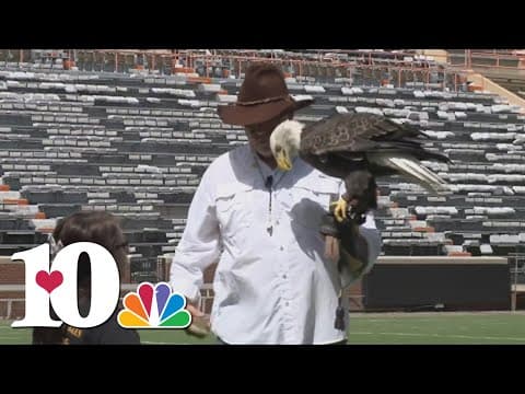 Bald eagle to undergo cataract surgery in June at the UT College of Veterinary Medicine