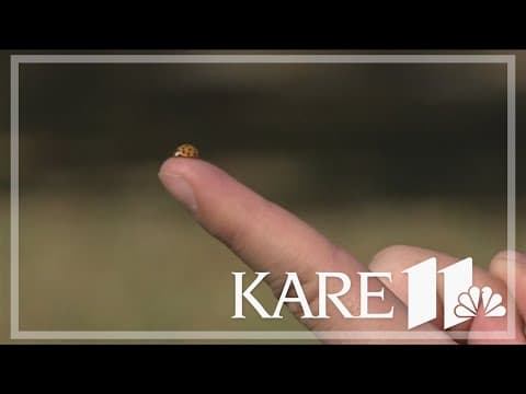 Warmer weather is attracting Asian beetles