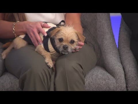 Petline9: Patti is small but sweet and ready for a forever home