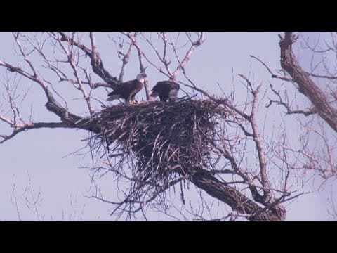 Bald eagles found nesting in fast-growing Kaufman County development