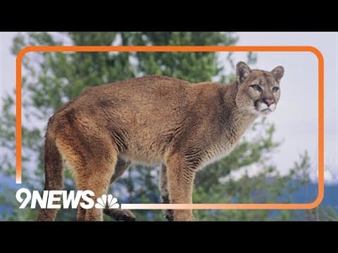 Man in Colorado kills mountain lion with shovel at campground