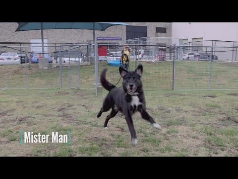 Tailwaggers: Meet Mister Man