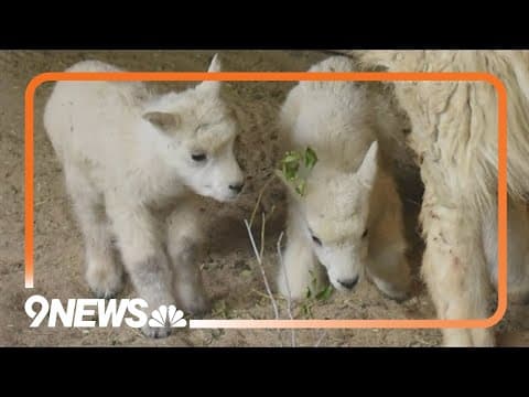 Twin Rocky Mountain goats born at Cheyenne Mountain Zoo